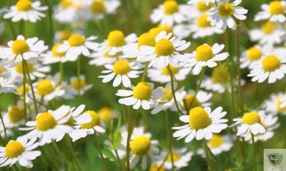 6 Essential Plants to Relieve Pain in Survival Situations