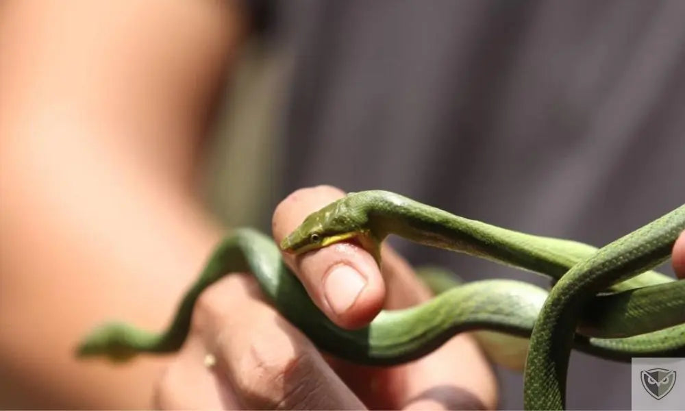 How to React to a Snake Bite: The Right Actions