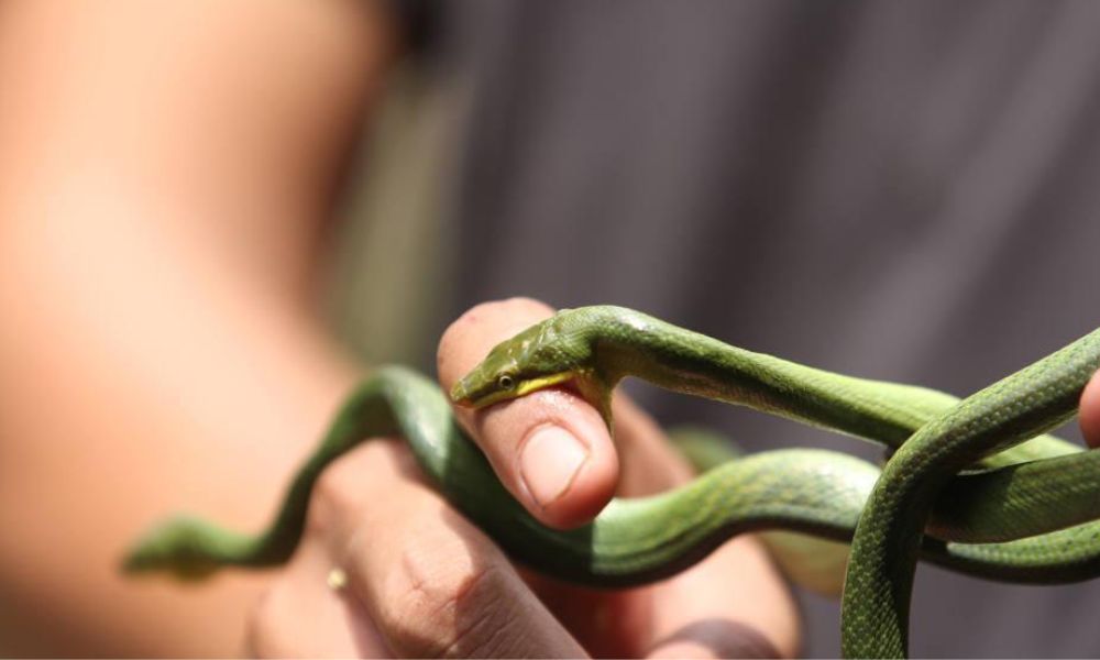 How to React to a Snake Bite: The Right Actions