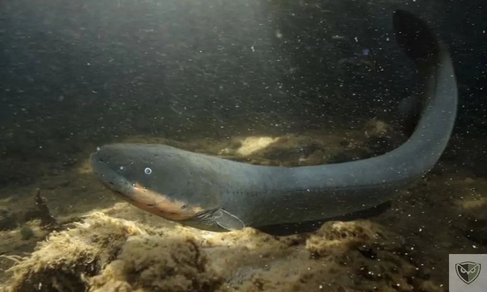 Dangers dans les rivières : 5 espèces à éviter absolument en milieu naturel