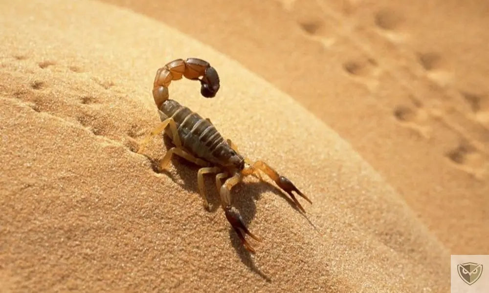 Desert dangers: 4 essential precautions to avoid the worst