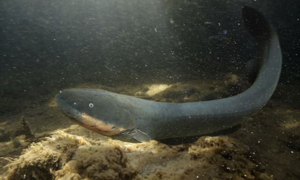 Dangers dans les rivières : 5 espèces à éviter absolument en milieu naturel