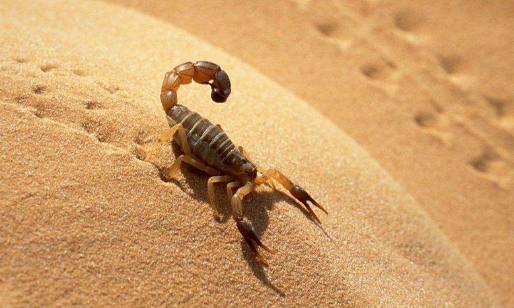 Desert dangers: 4 essential precautions to avoid the worst