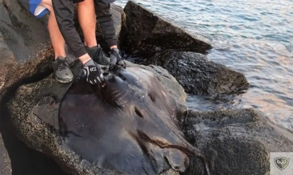 Eaux Salées : 7 Espèces Qui Peuvent Mettre Votre Vie en Danger