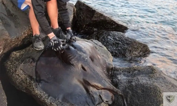 Eaux Salées : 7 Espèces Qui Peuvent Mettre Votre Vie en Danger