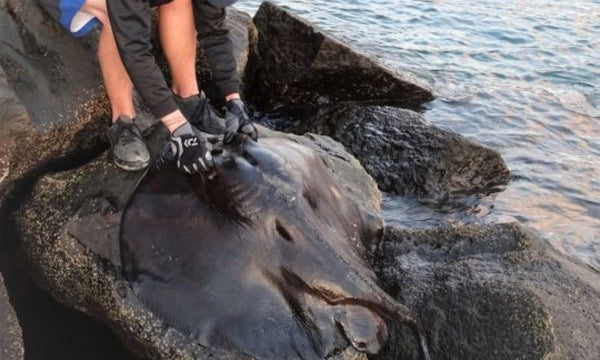 Eaux Salées : 7 Espèces Qui Peuvent Mettre Votre Vie en Danger