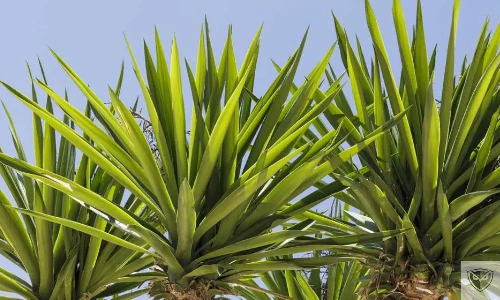 Hygiène en Pleine Nature : Les Plantes à Savon comme Solution de Survie