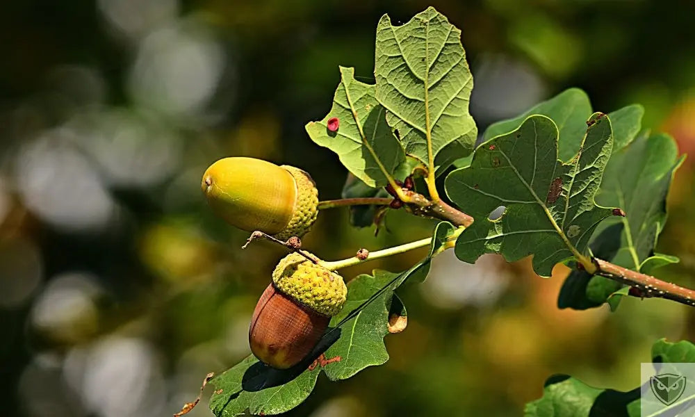 Identifying Edible Plants: 4 Essential Foods to Know