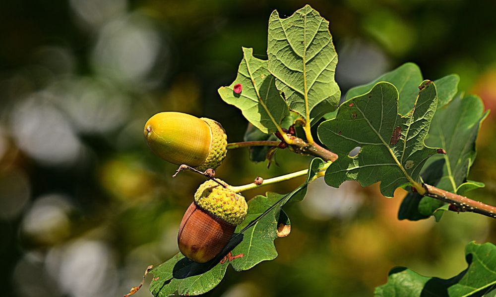 Identifying Edible Plants: 4 Essential Foods to Know