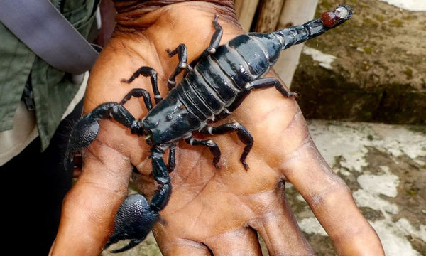 Insectes et Arachnides : 5 Menaces à Éviter Absolument en Milieu Sauvage