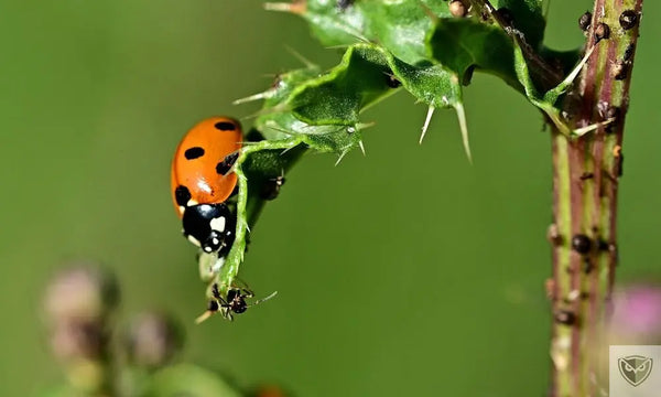 Ne les tuez pas ! 10 insectes indispensables dans votre jardin