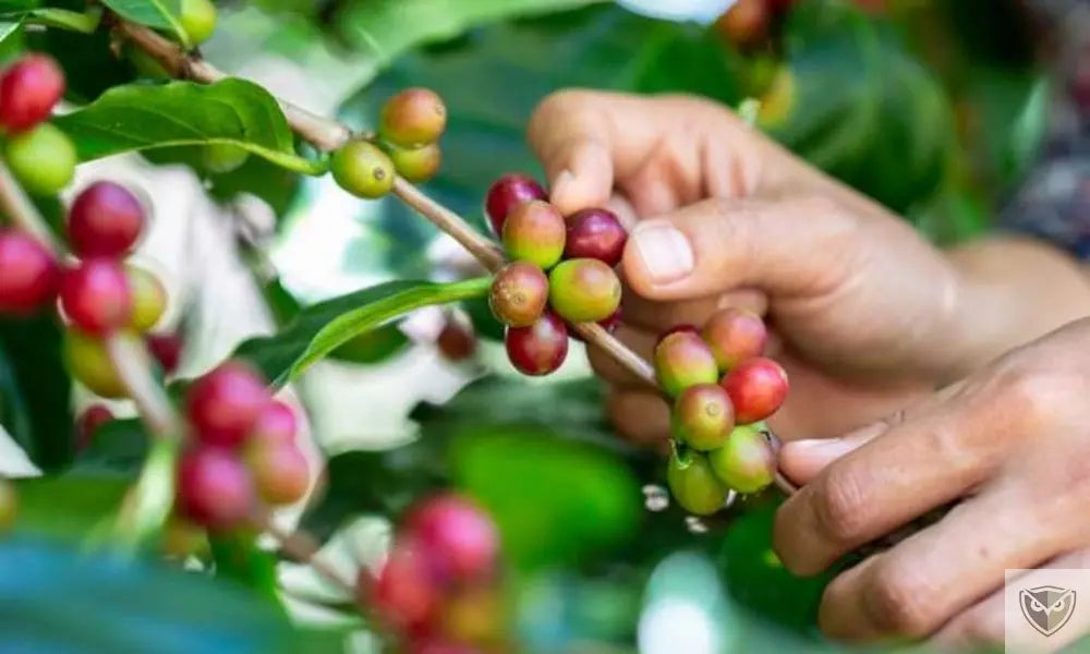 Plantes Toxiques : 5 Dangers à Éviter en Milieu Sauvage