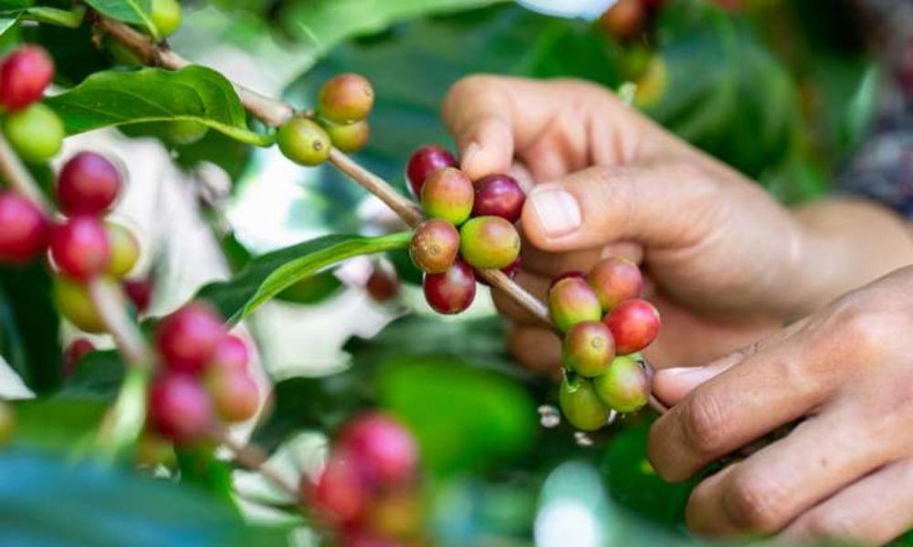 Plantes Toxiques : 5 Dangers à Éviter en Milieu Sauvage
