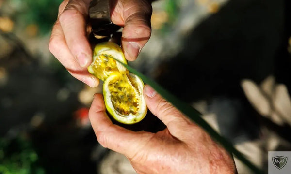 Se nourrir en jungle tropicale : 5 ressources à connaître pour survivre plusieurs jours