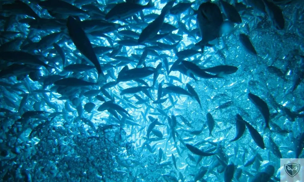 Feeding and hydrating at sea: 4 vital resources to know for survival