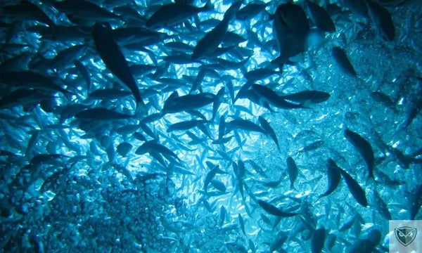 Se nourrir et s’hydrater en mer : 4 ressources vitales à connaître pour survivre