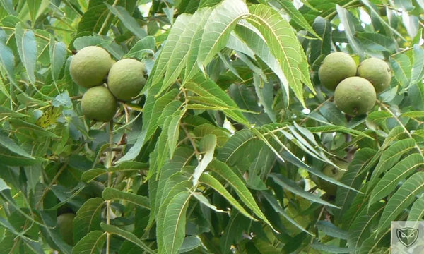 Se repérer en pleine nature : 7 arbres incontournables pour survivre