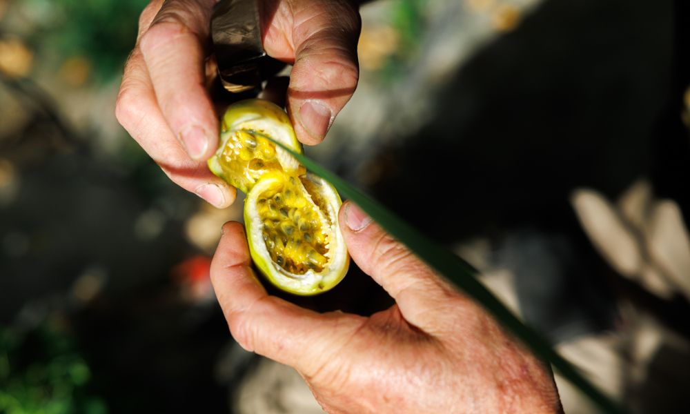 Feeding in the tropical jungle: 5 resources to know to survive for several days