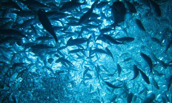 Se nourrir et s’hydrater en mer : 4 ressources vitales à connaître pour survivre