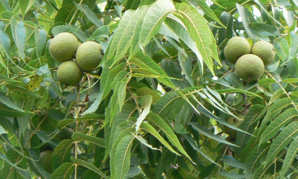 Se repérer en pleine nature : 7 arbres incontournables pour survivre