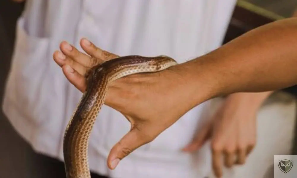 Serpents et Lézards Venimeux : 6 Réflexes Pour Éviter la Morsure