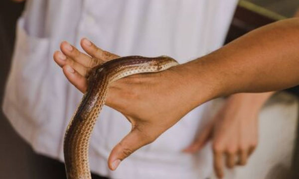 Serpents et Lézards Venimeux : 6 Réflexes Pour Éviter la Morsure
