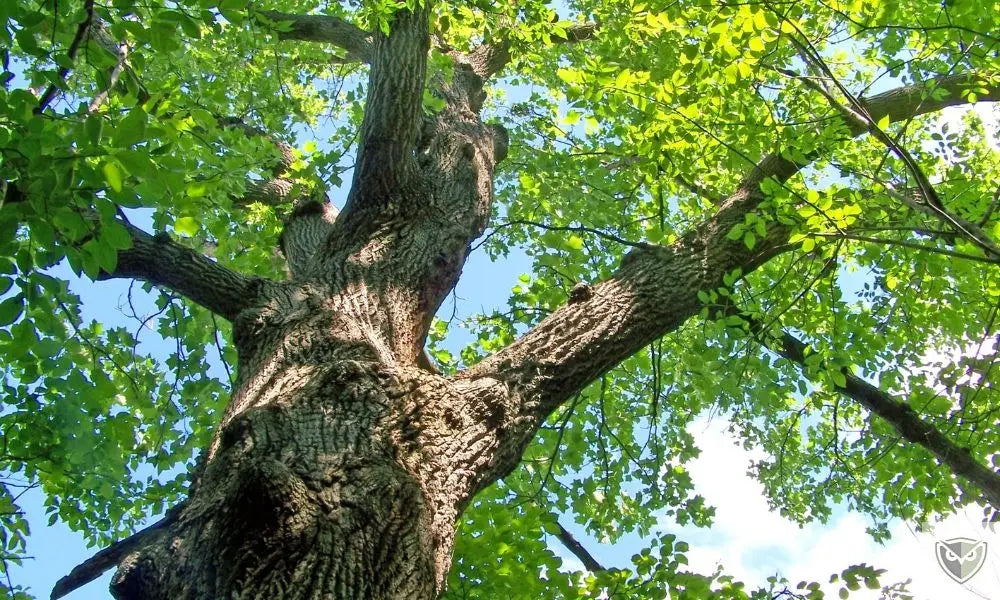 Survie en Forêt : 10 Arbres à Connaître Absolument