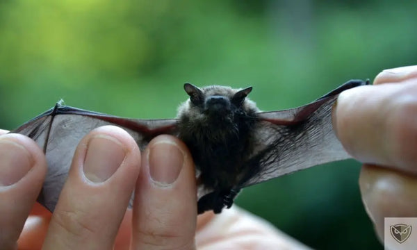 Survie et Chauves-Souris : 4 Dangers à Connaître Avant de Camper en Grotte