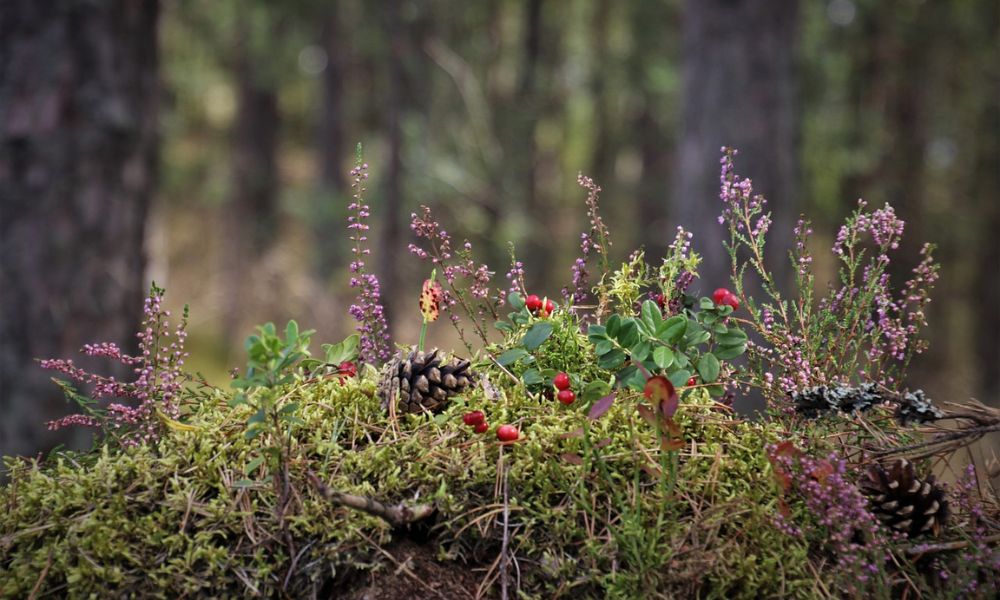 Survival in the Forest: 5 Rules to Know if a Plant is Edible