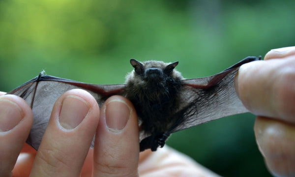 Survie et Chauves-Souris : 4 Dangers à Connaître Avant de Camper en Grotte