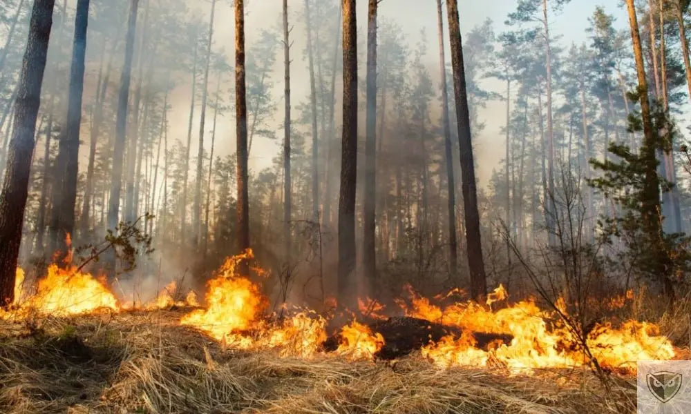 Surviving a Wildfire: 6 Essential Techniques to Escape the Flames