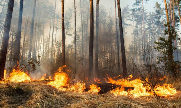 Survivre à un incendie de forêt : 6 techniques essentielles pour échapper aux flammes