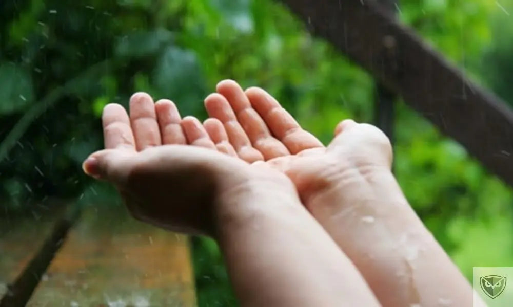 Finding water in a tropical jungle: 5 reliable methods to avoid dehydration