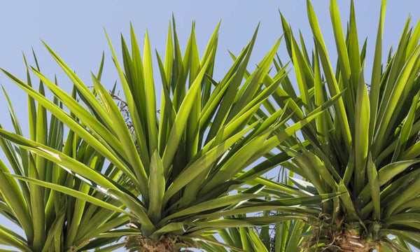 Hygiène-en-Pleine-Nature-Les-Plantes-à-Savon-comme-Solution-de-Survie survieprotek